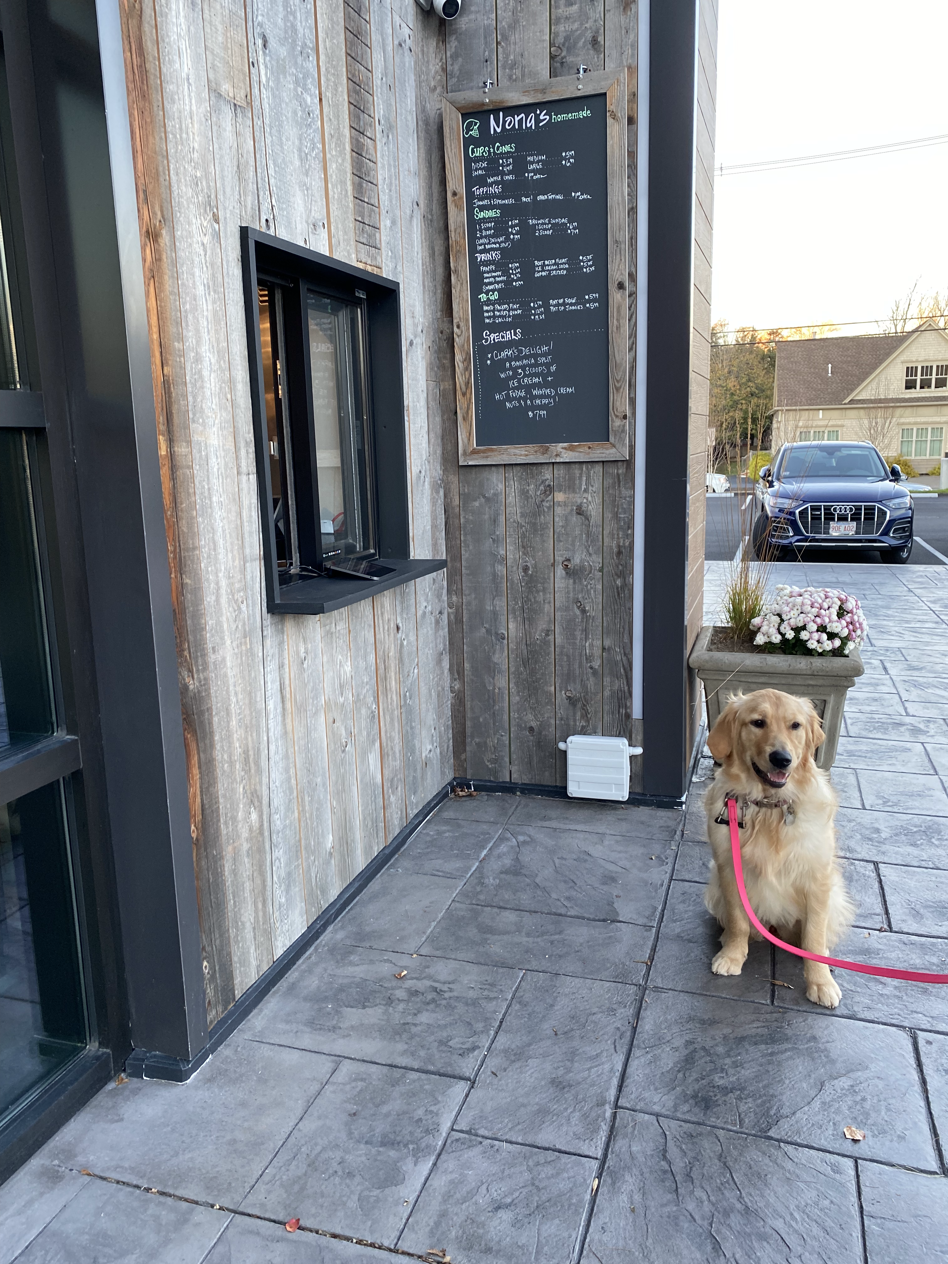 A happy dog at the Nona's window